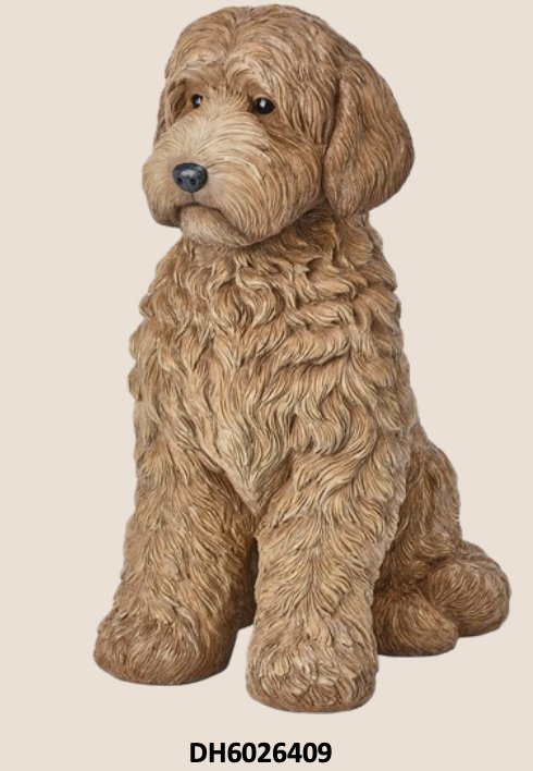 Sitting Labradoodle